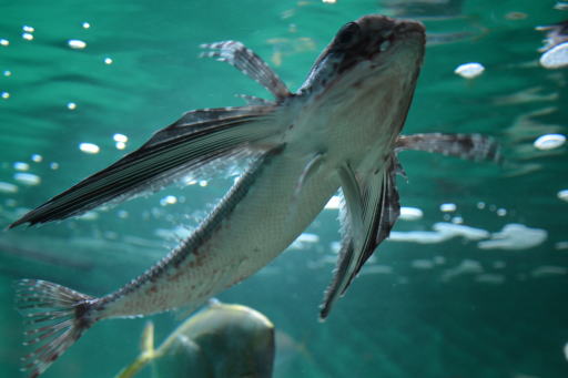 葛西臨海水族園