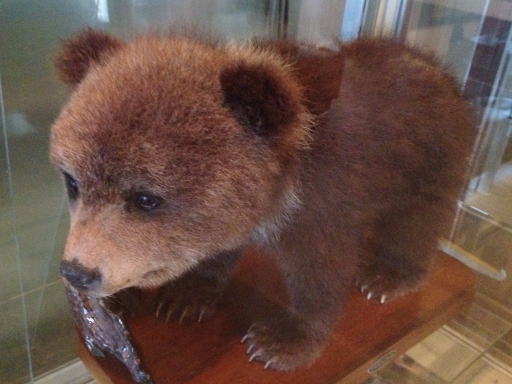 ヒグマ博物館