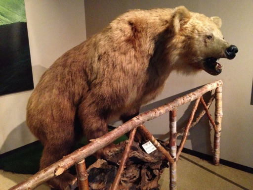 ヒグマ博物館